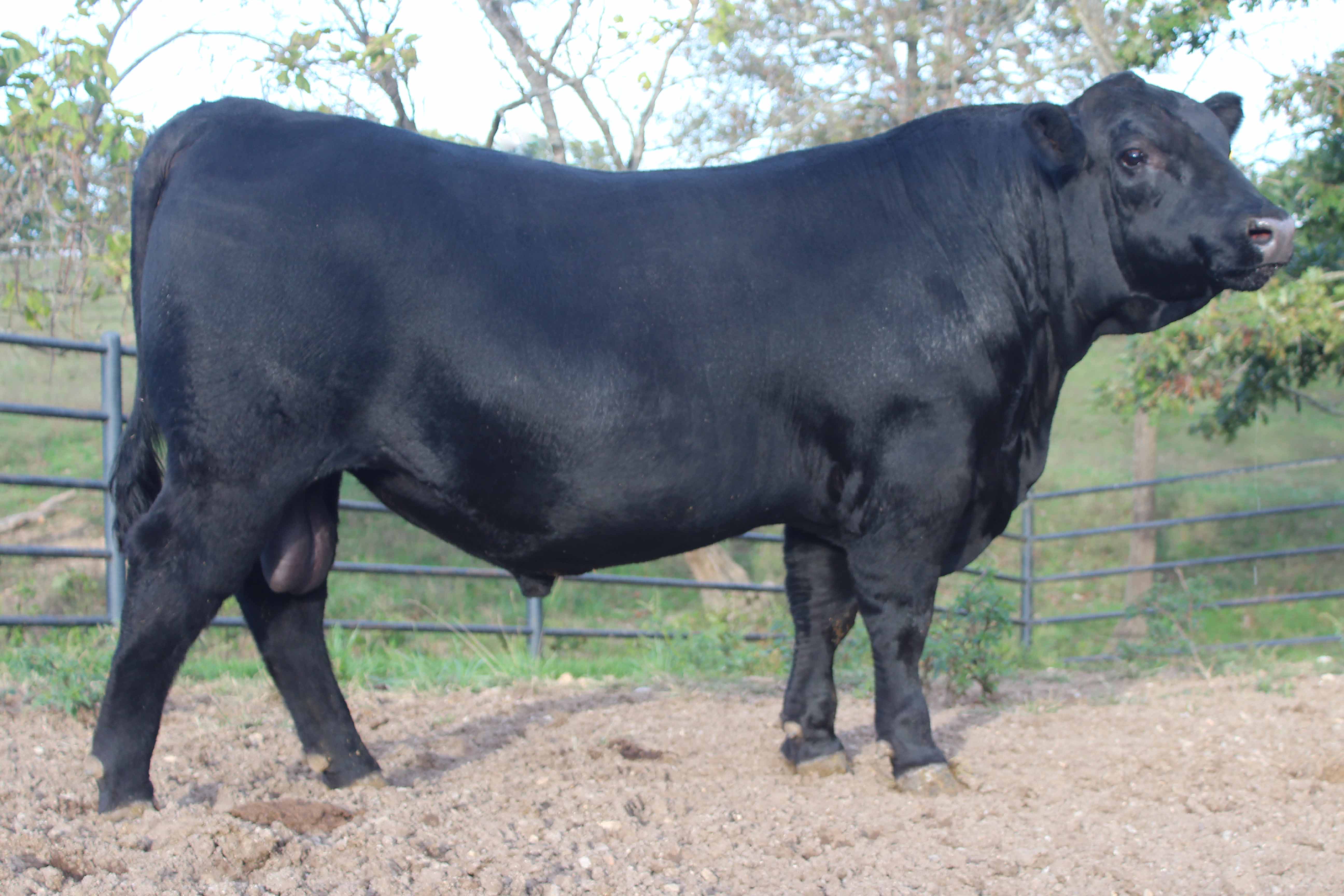 WRR Angus Cattle for Sale