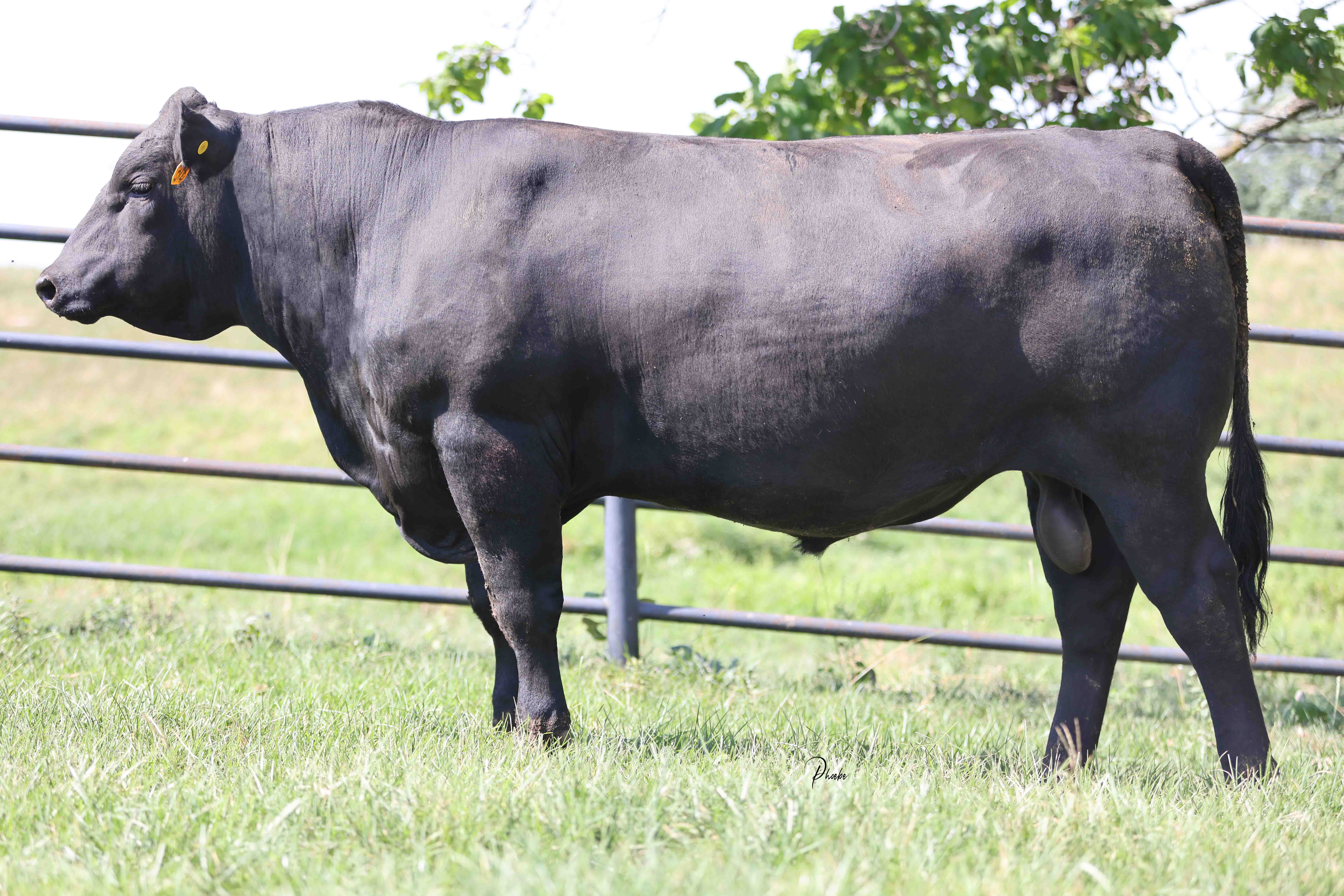 WRR Angus Cattle for Sale