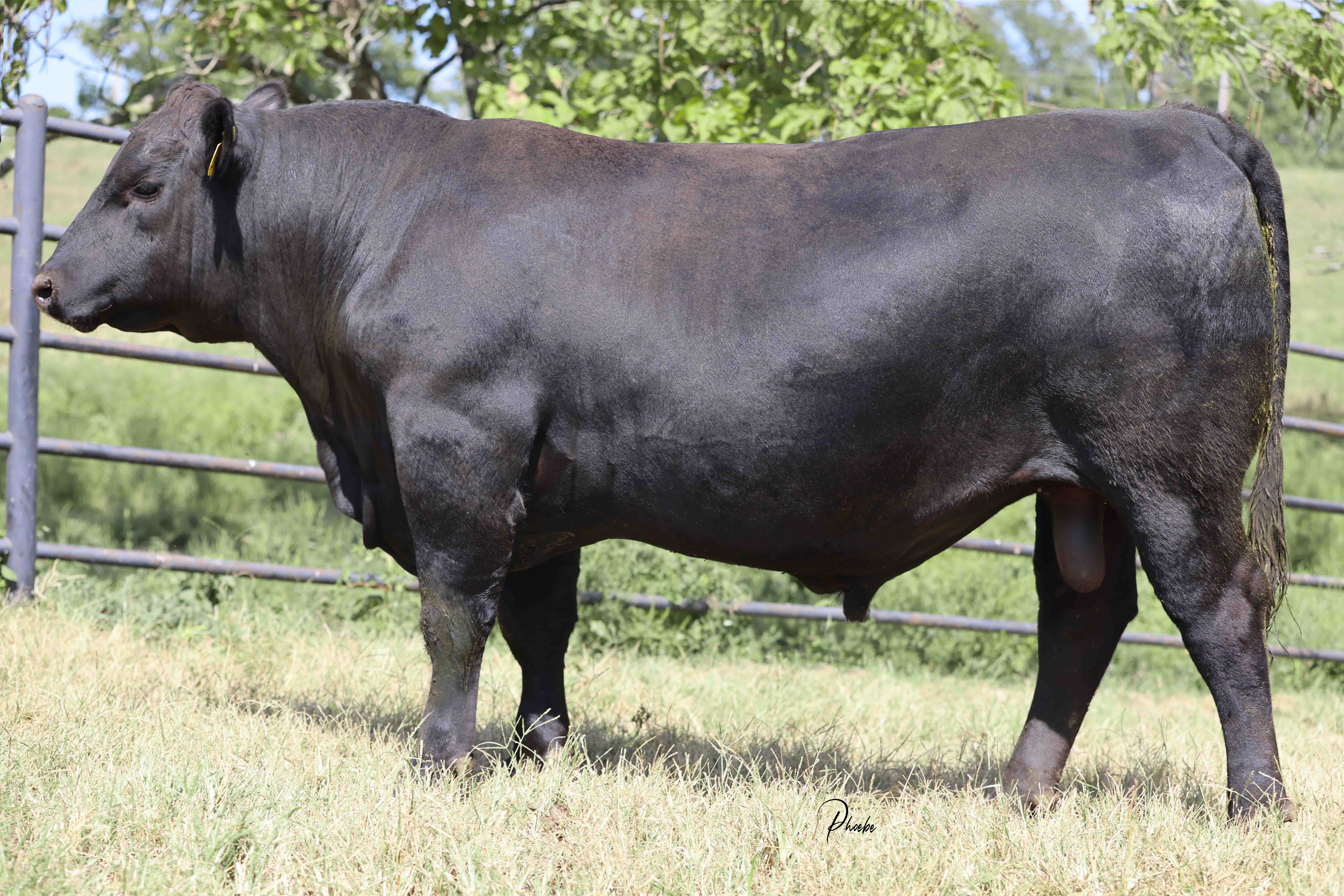 WRR Angus Cattle for Sale