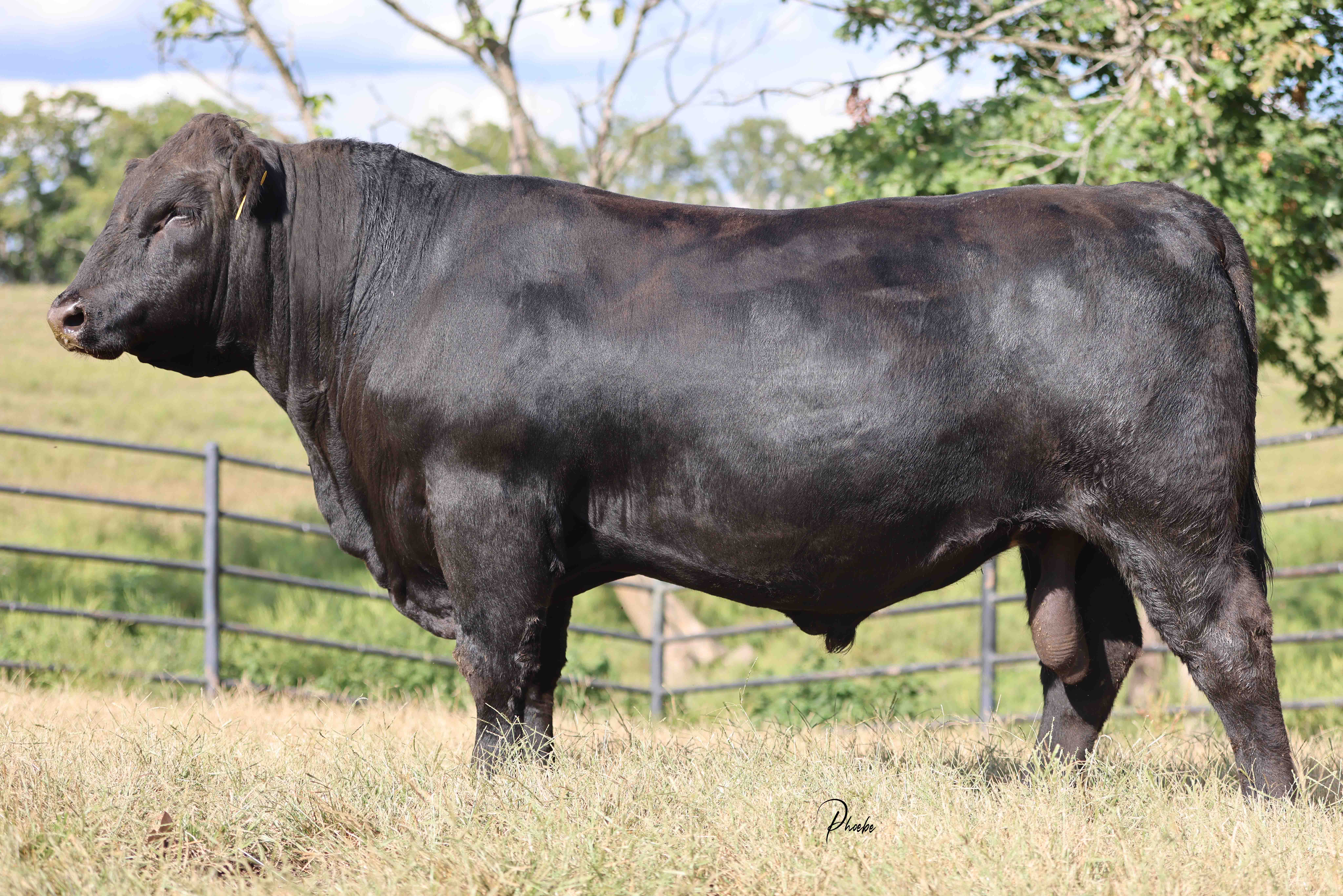 WRR Angus Cattle for Sale