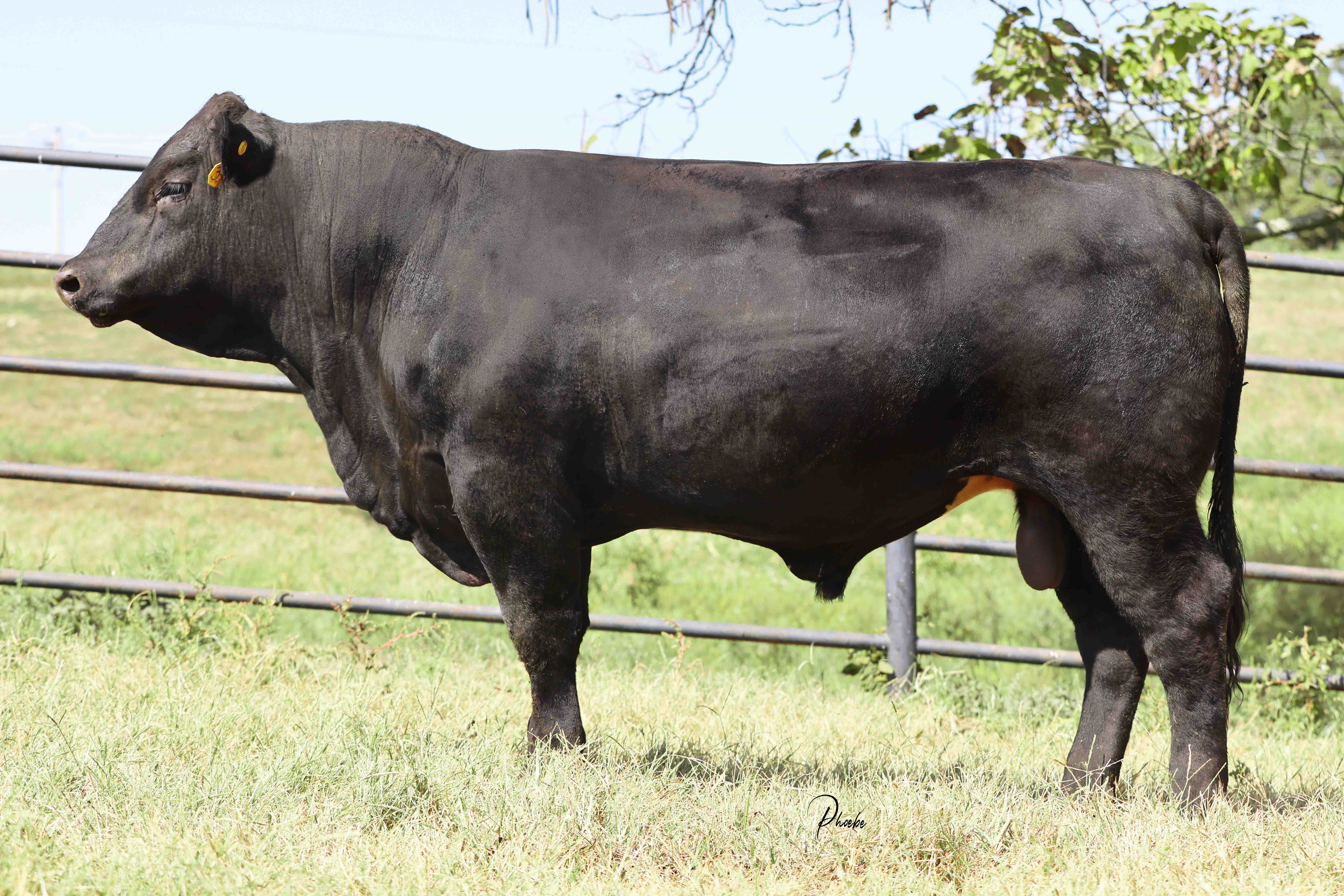 WRR Angus Cattle for Sale