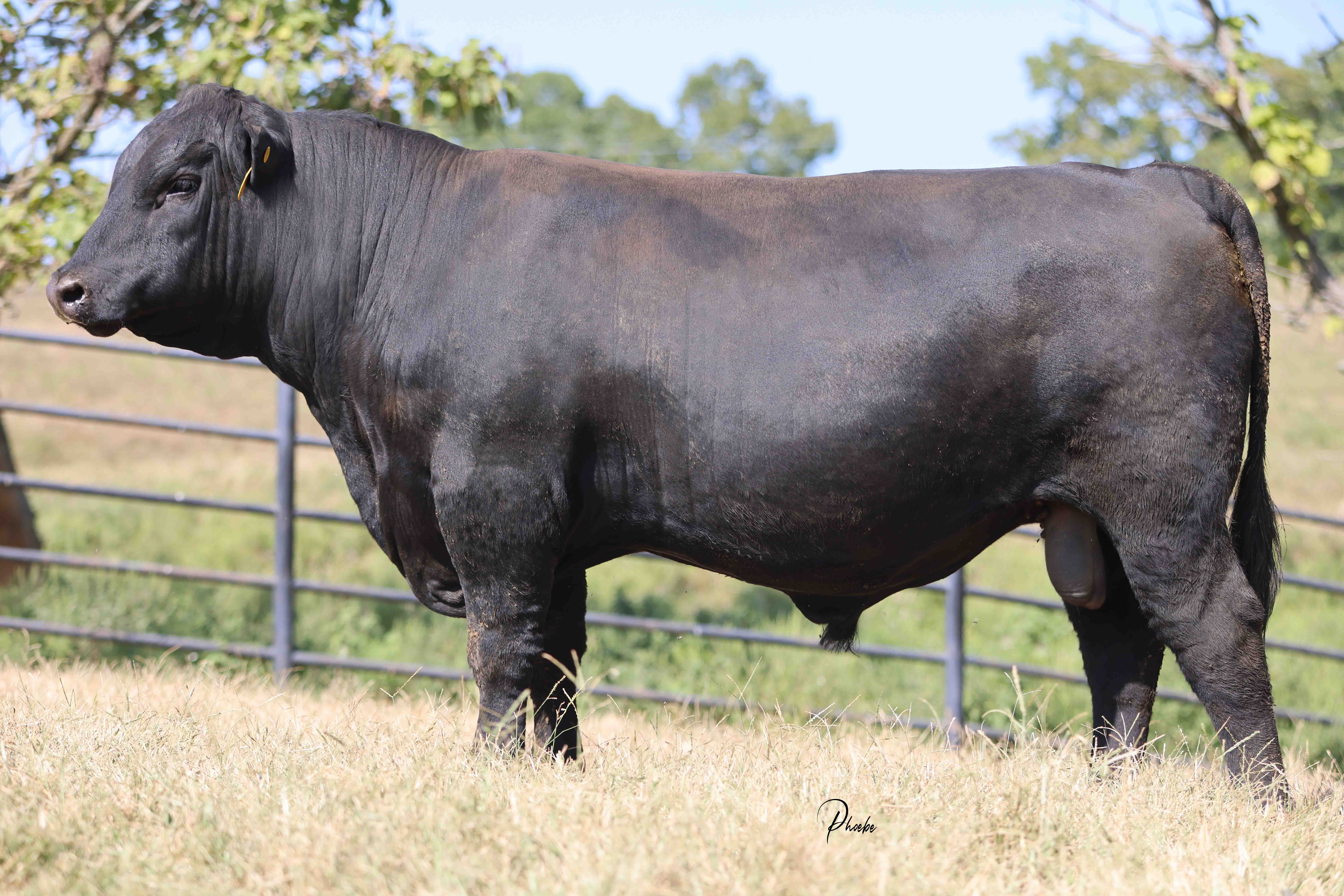 WRR Angus Cattle for Sale