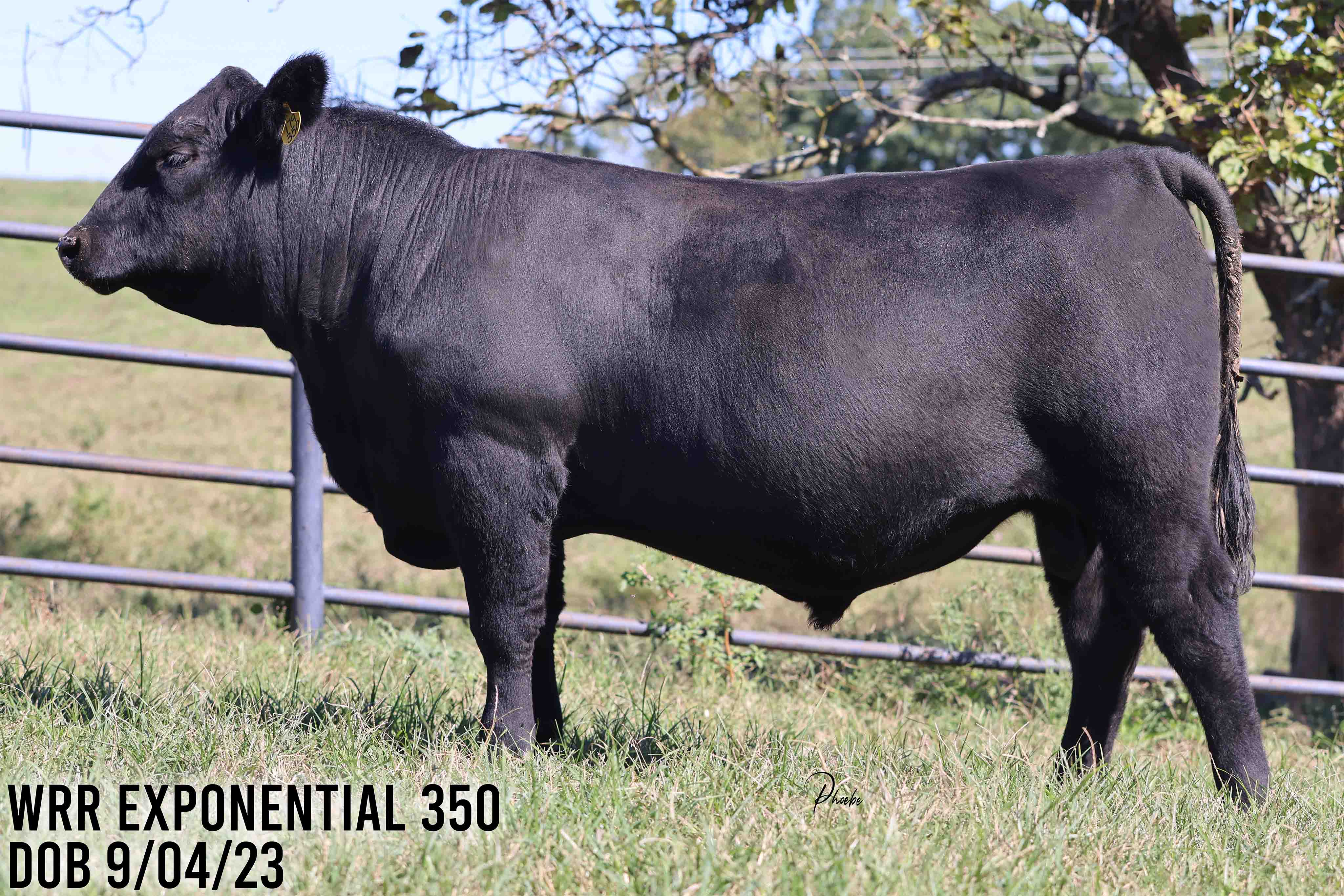 WRR Angus Cattle for Sale