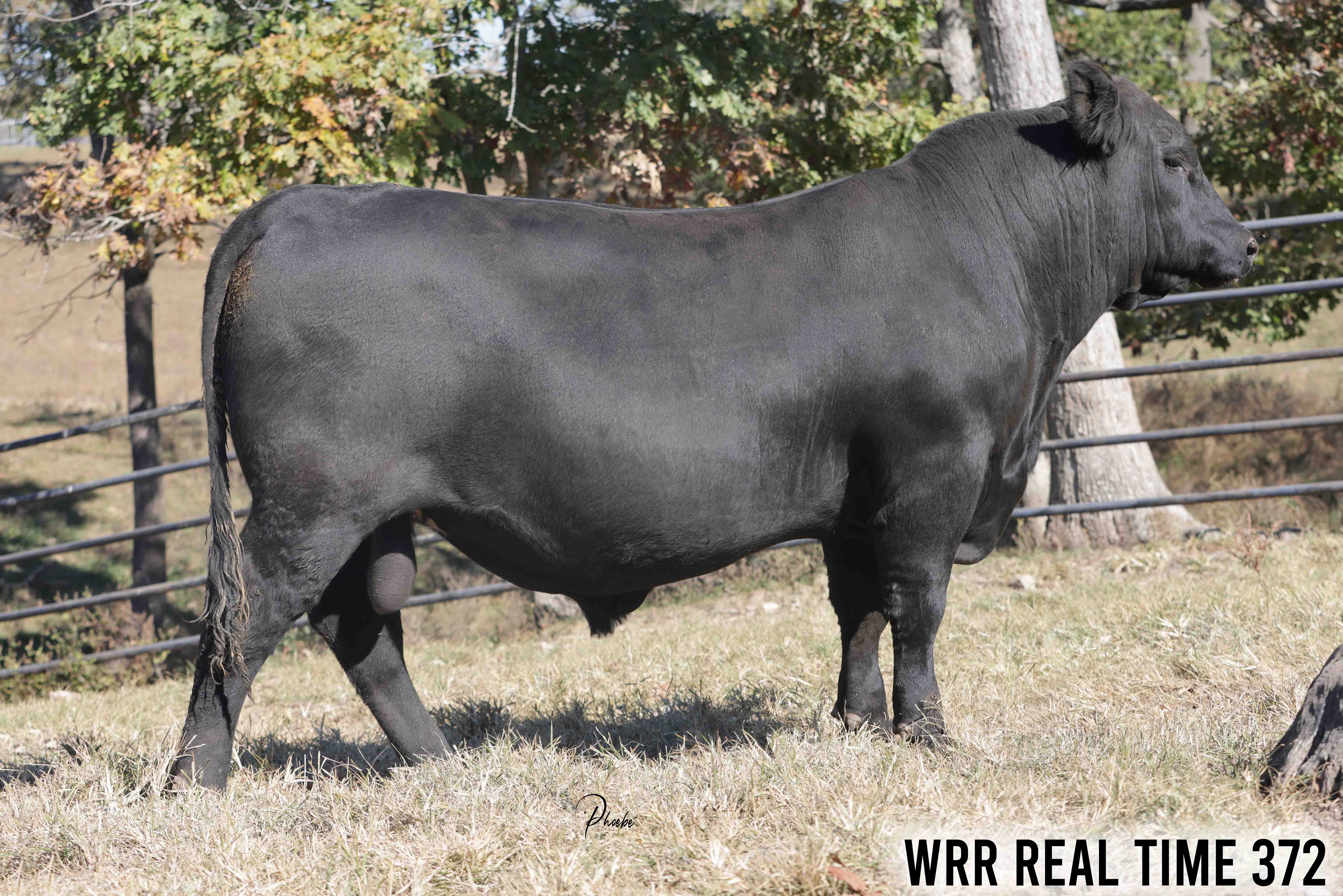WRR Angus Cattle for Sale