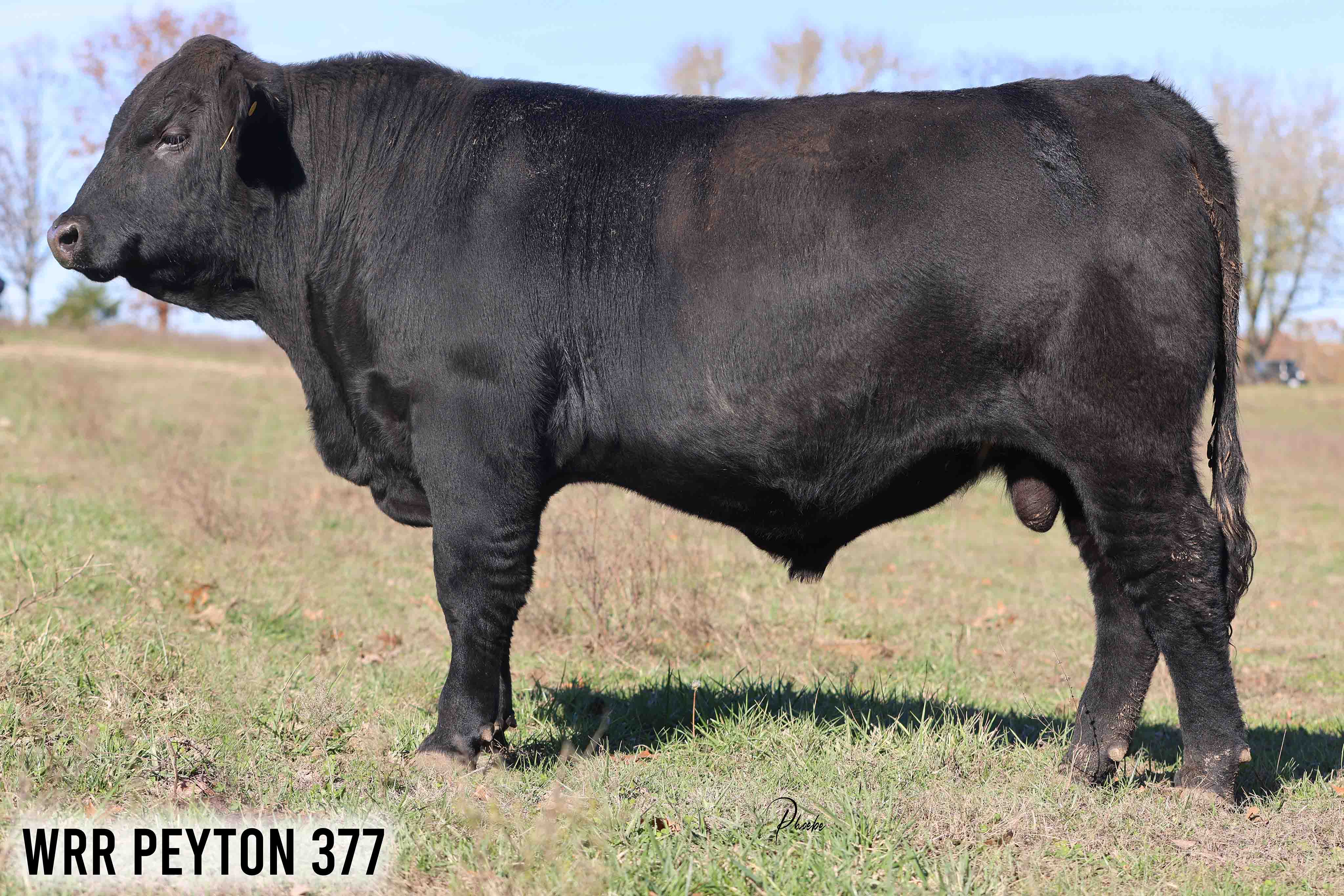 WRR Angus Cattle for Sale