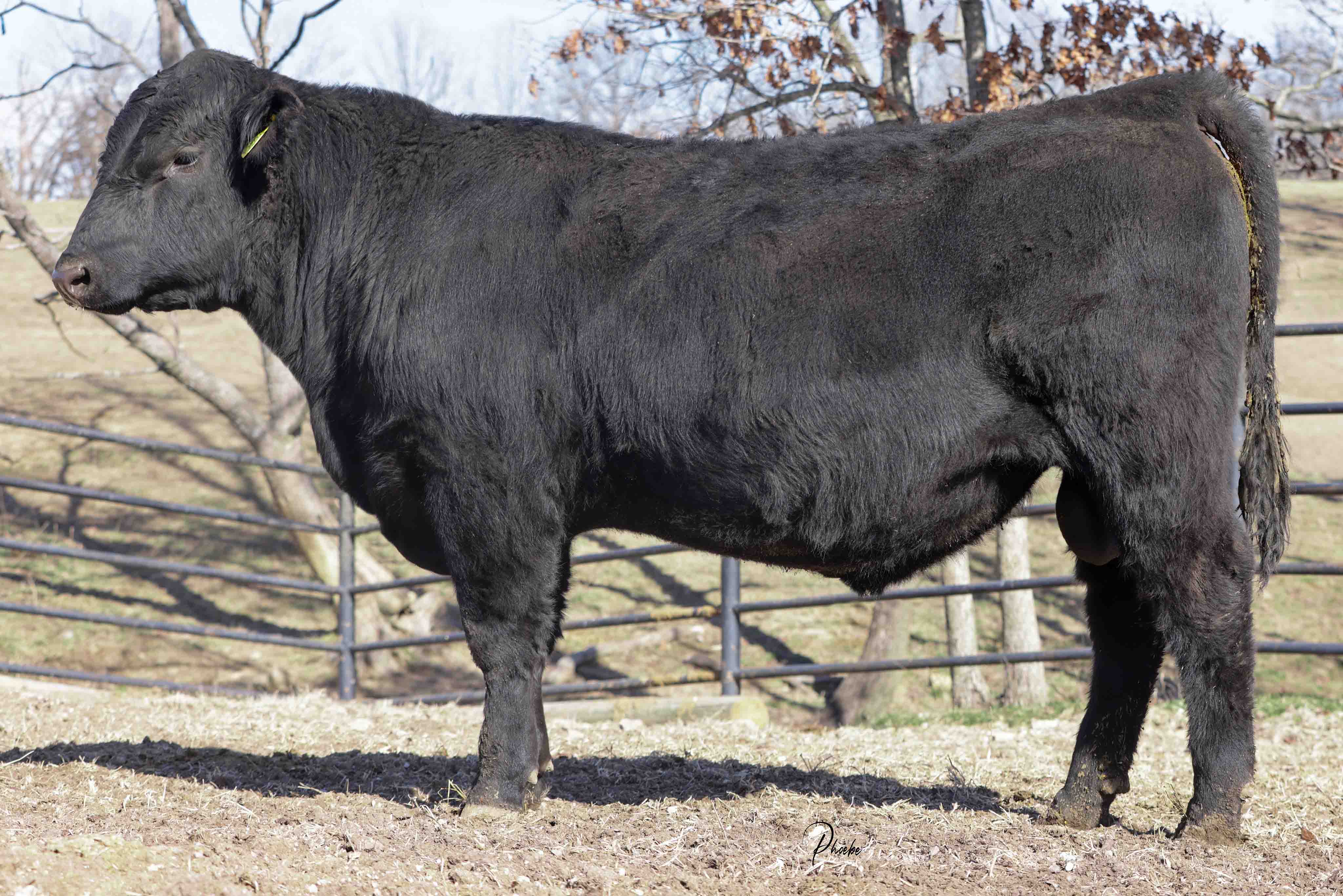WRR Angus Cattle for Sale