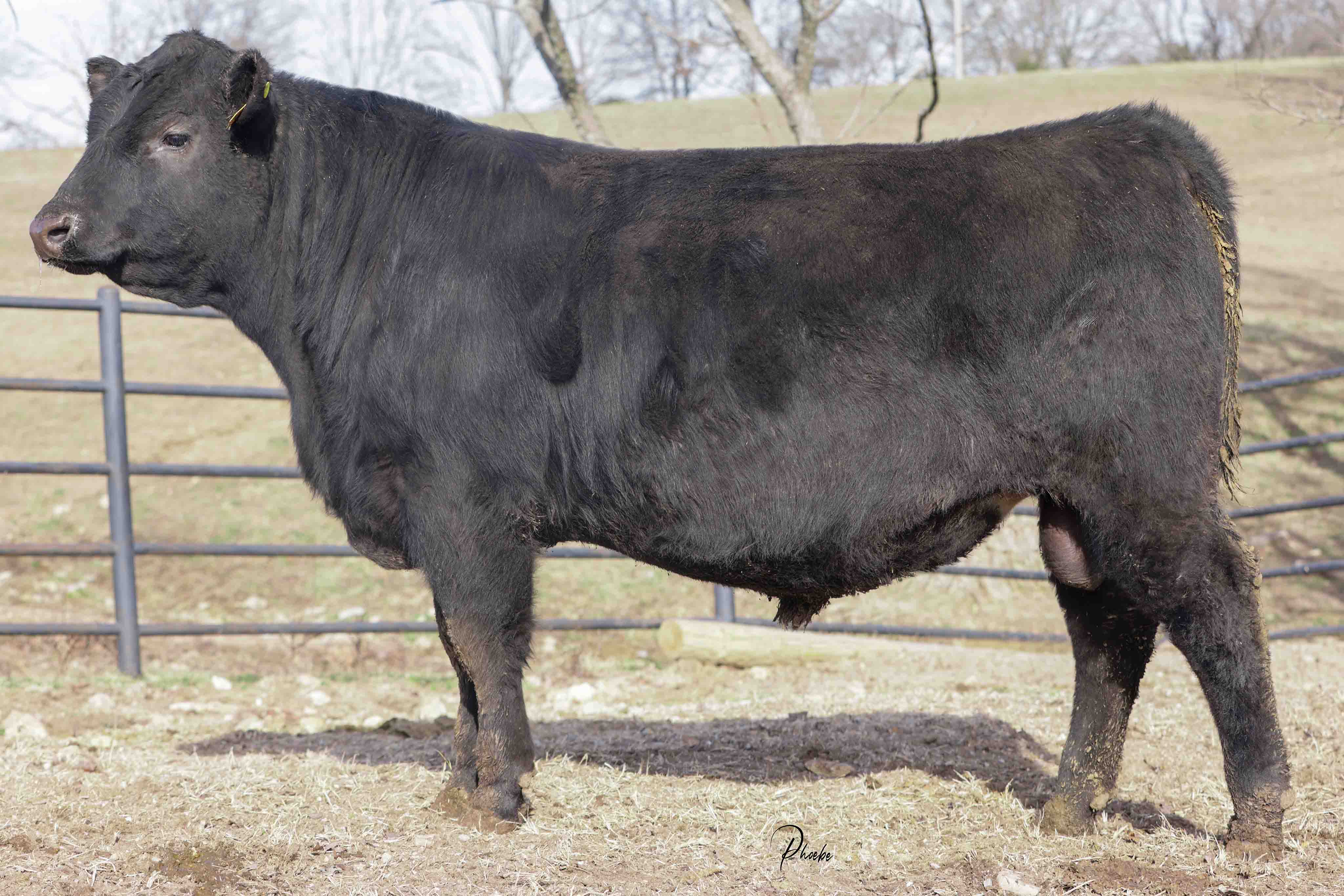 WRR Angus Cattle for Sale