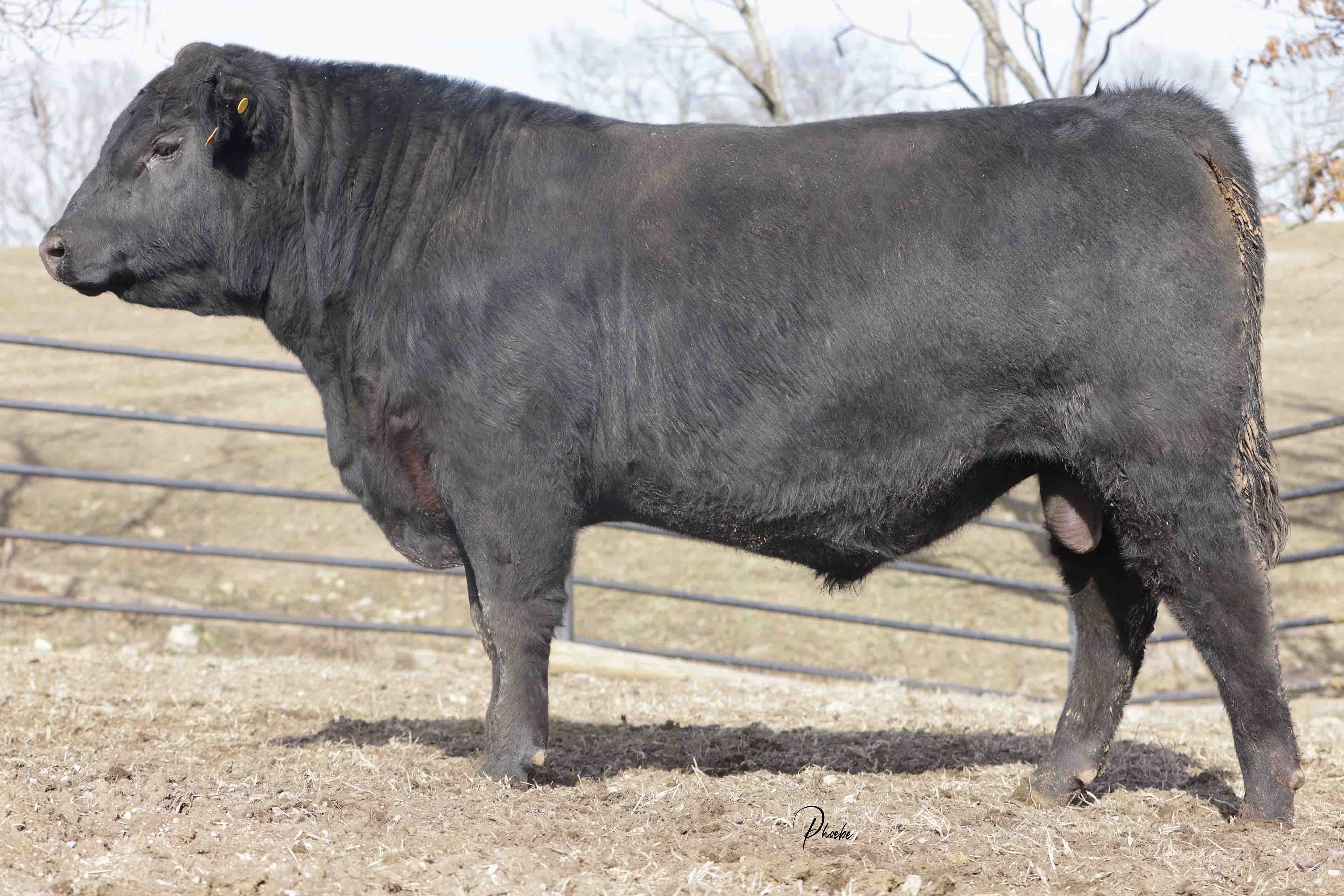 WRR Angus Cattle for Sale