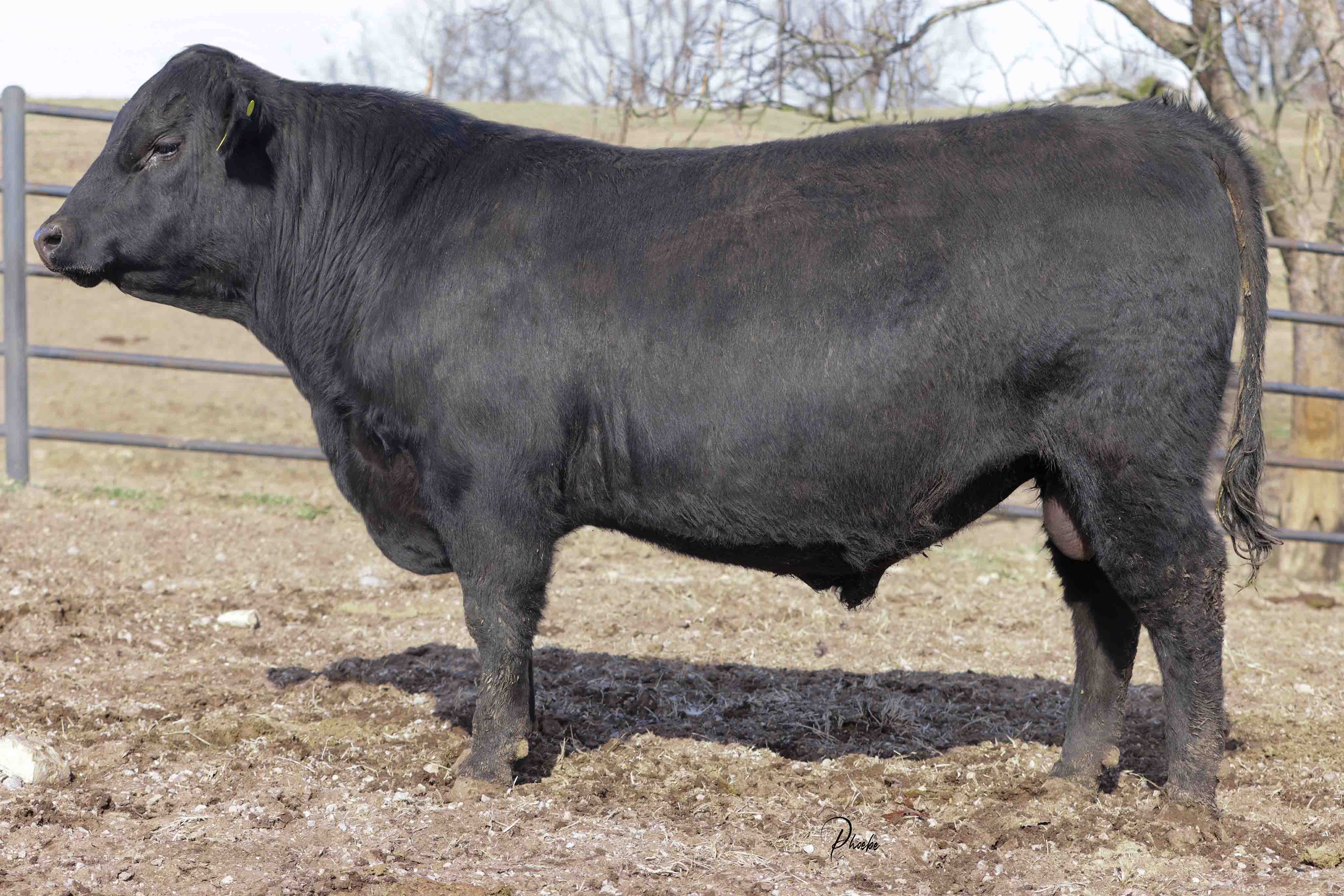 WRR Angus Cattle for Sale