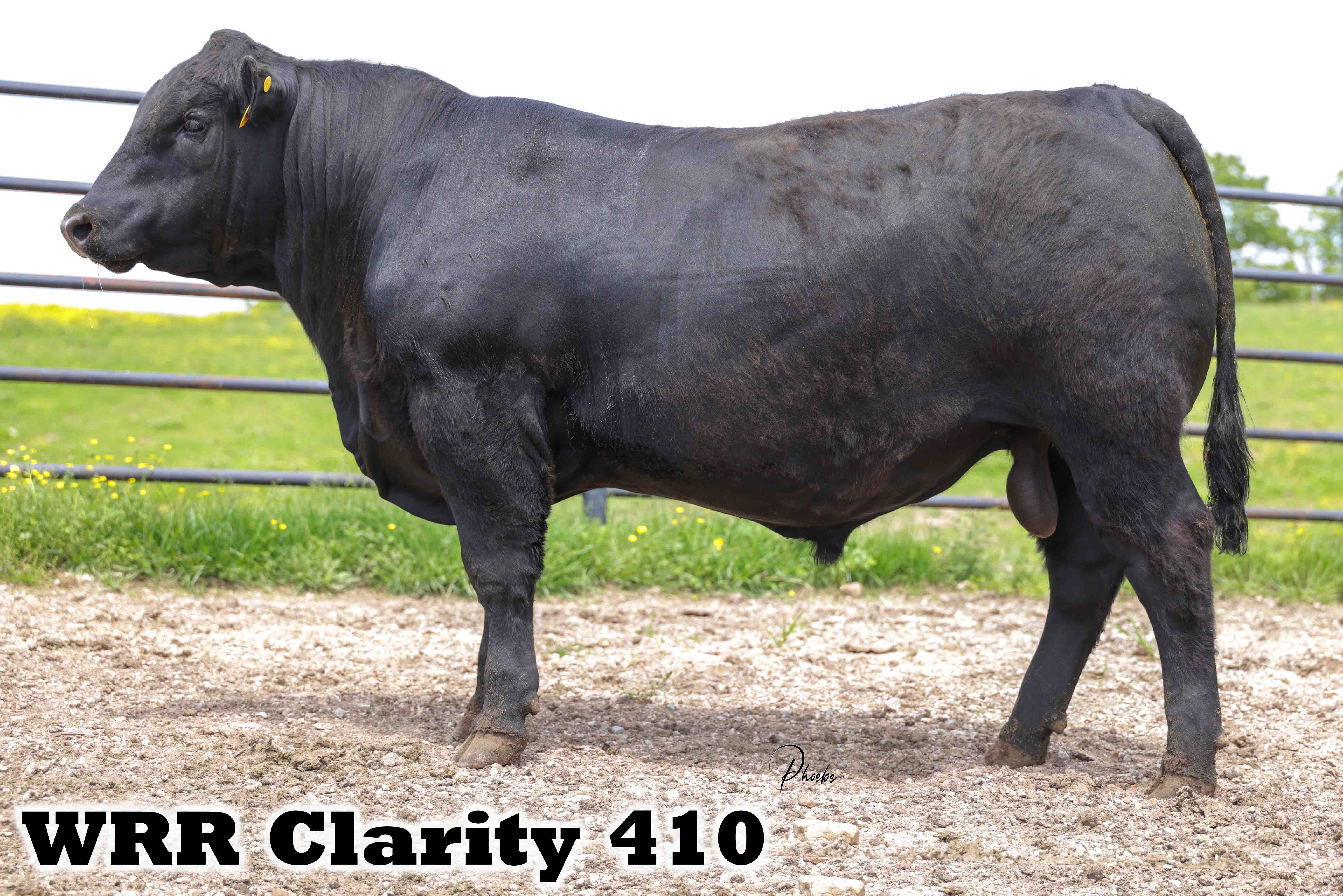 WRR Angus Cattle for Sale