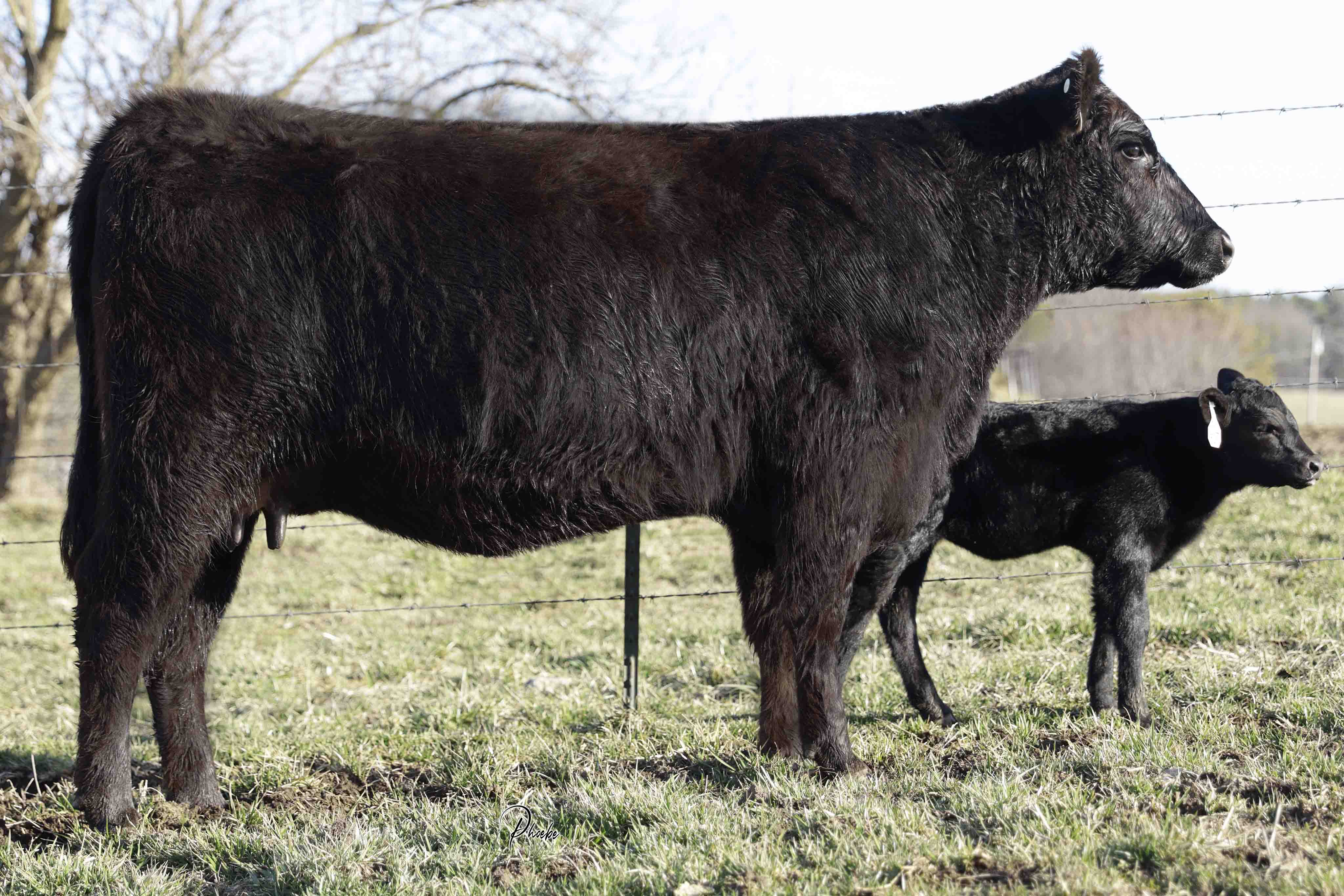 WRR Angus Cattle for Sale