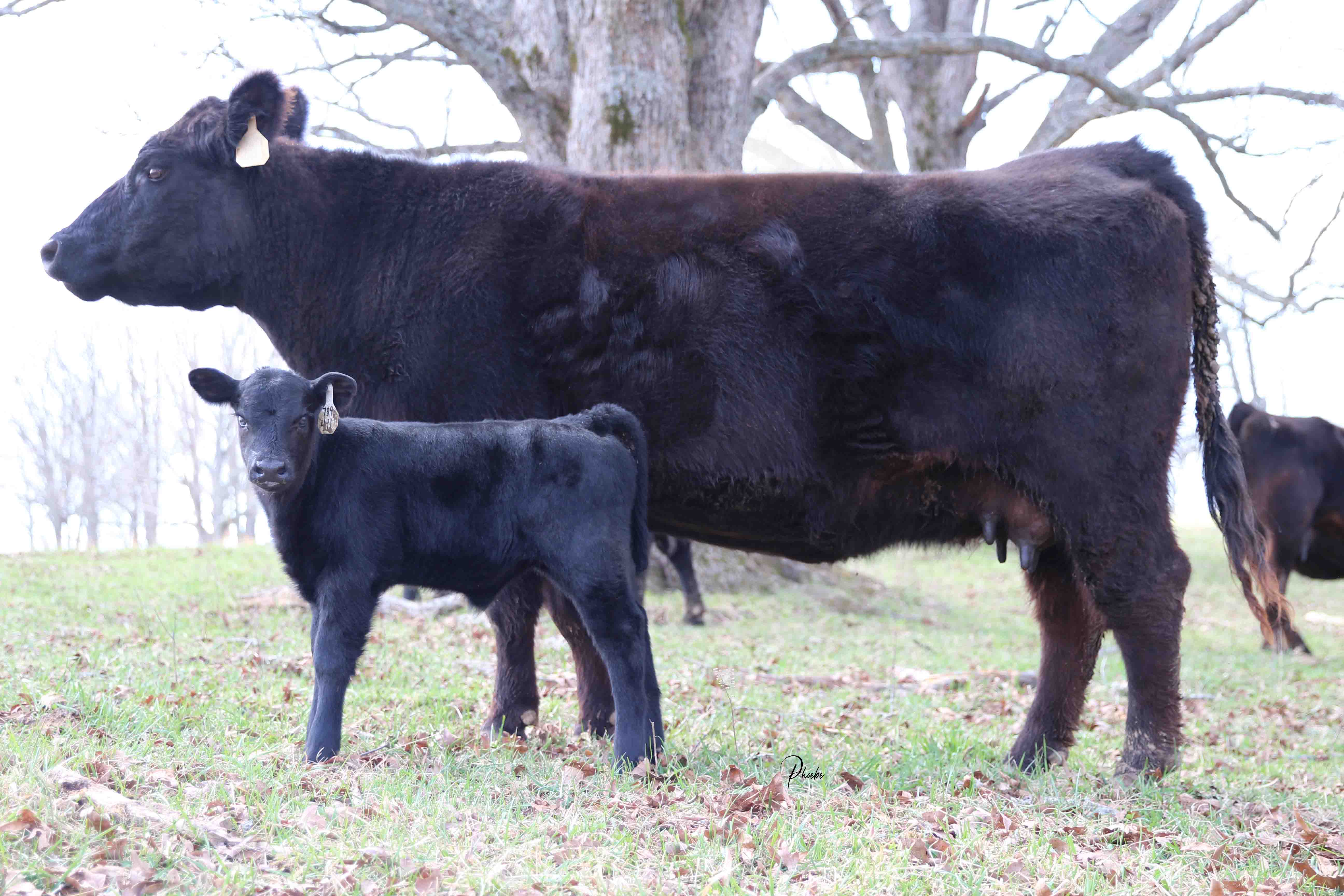 WRR Angus Cattle for Sale