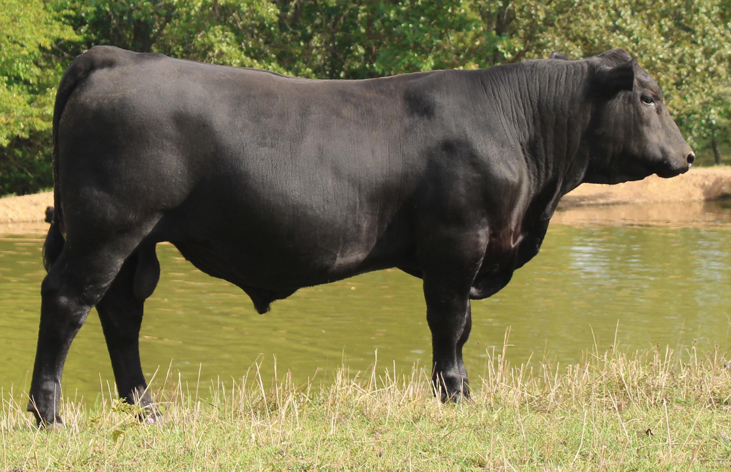 WRR Angus Cattle for Sale