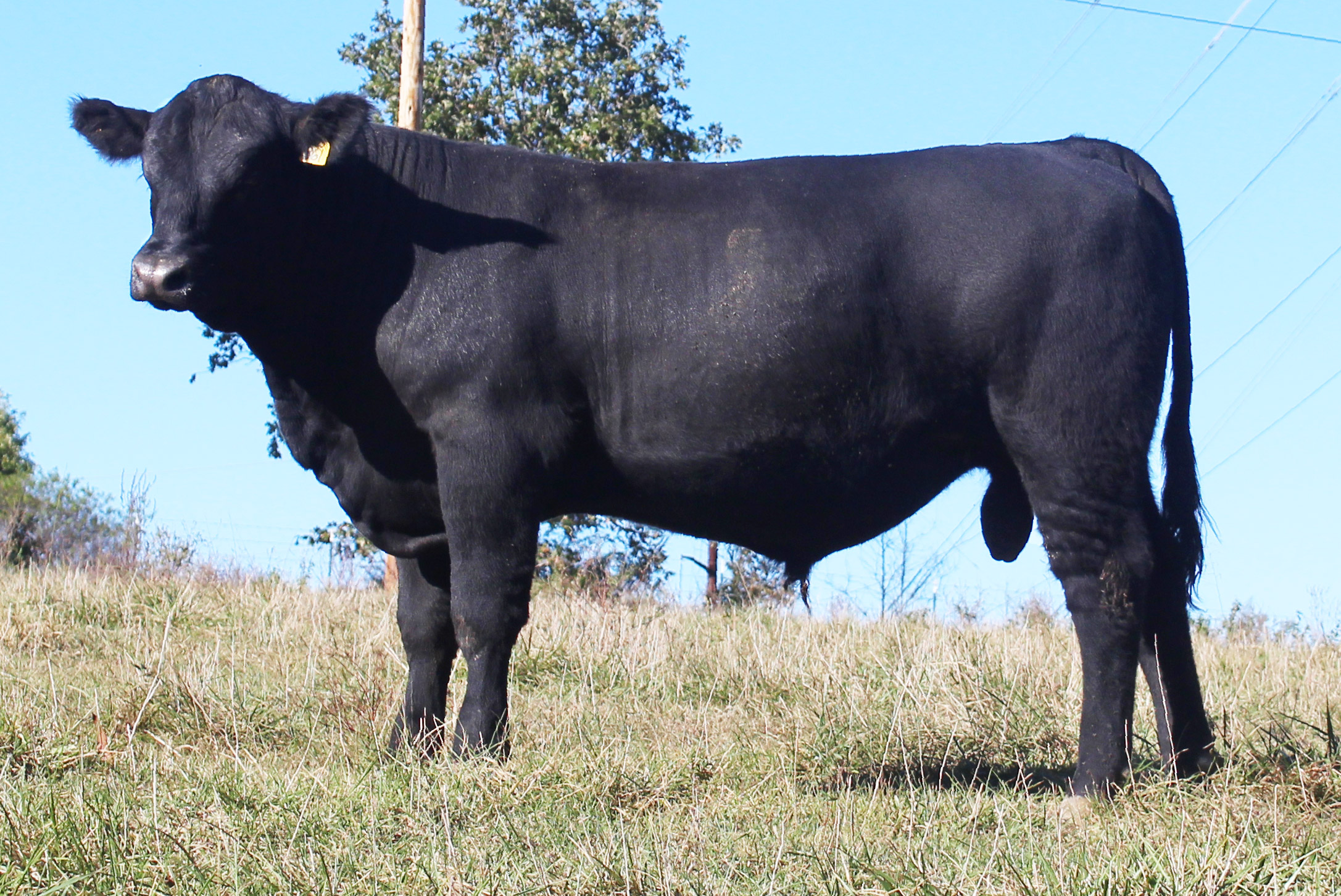 WRR Angus Cattle for Sale