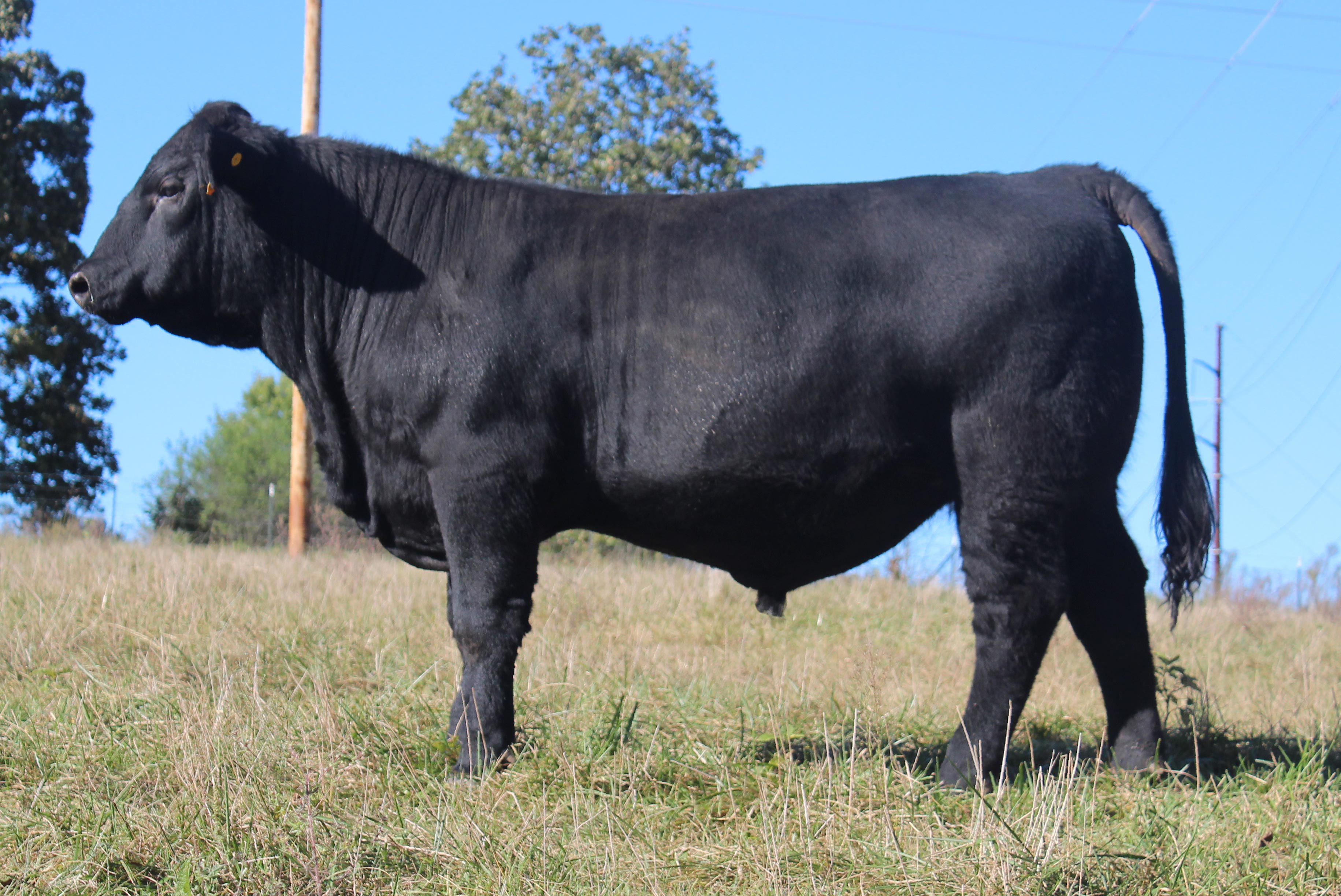 WRR Angus Cattle for Sale