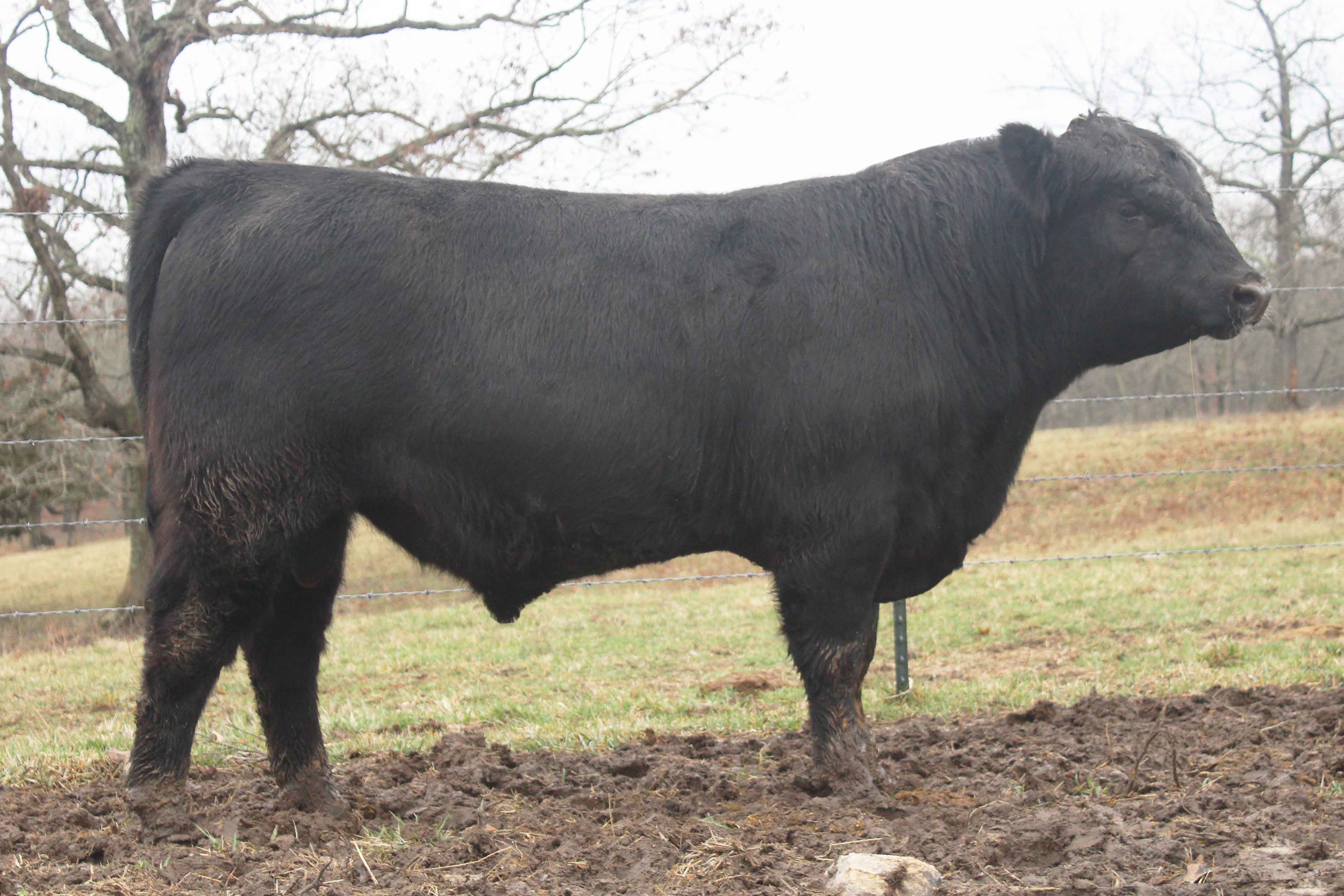 WRR Angus Cattle for Sale