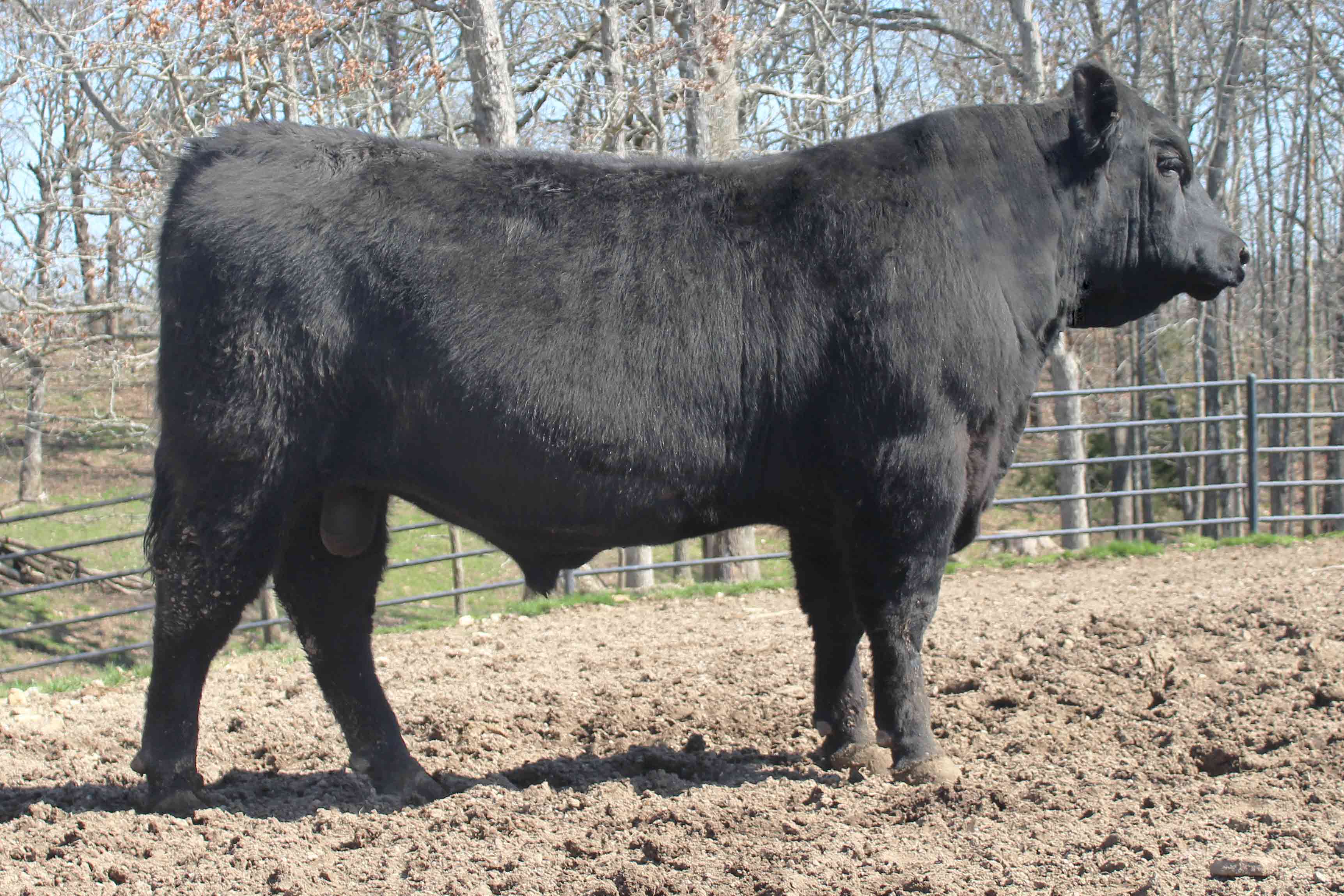 WRR Angus Cattle for Sale